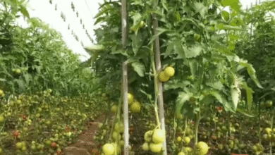 الإنتاج الزراعي في سلطنة عمان