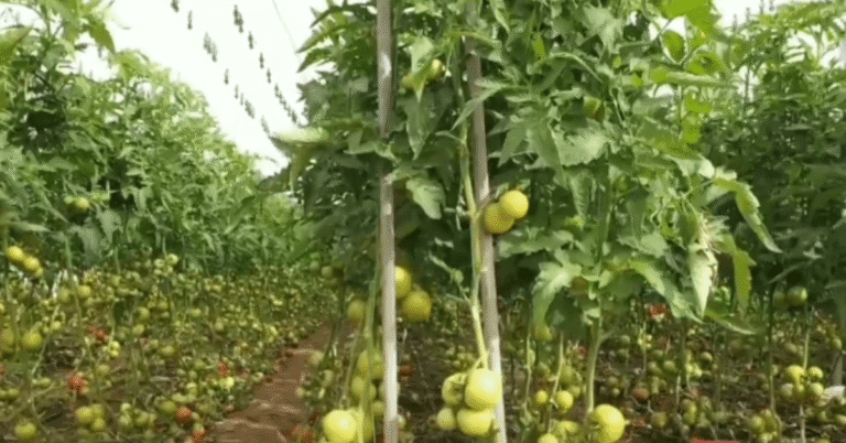 الإنتاج الزراعي في سلطنة عمان