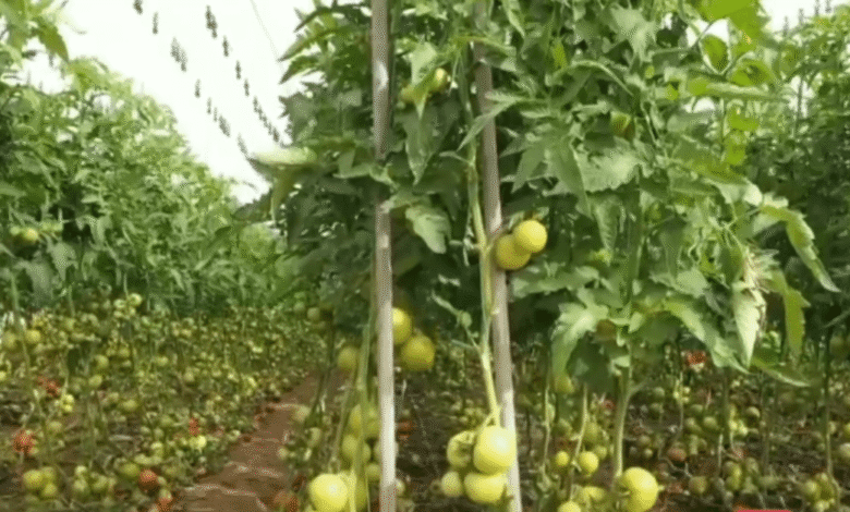 الإنتاج الزراعي في سلطنة عمان