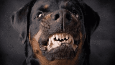 اشرس الكلاب في العالم سلالات خطيرة