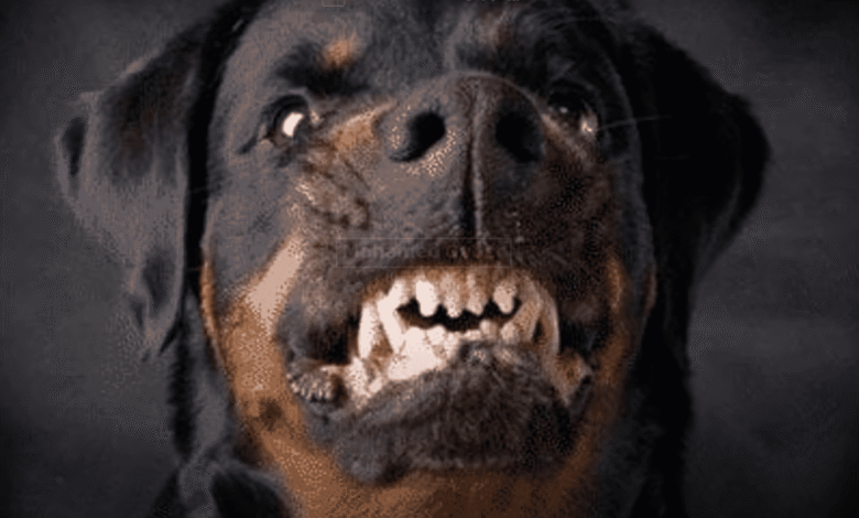 اشرس الكلاب في العالم سلالات خطيرة