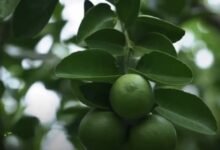 متى تثمر شجرة الليمون العماني؟