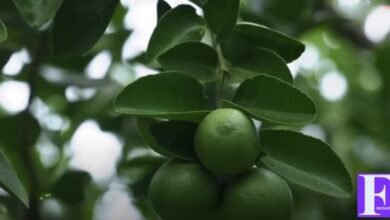 متى تثمر شجرة الليمون العماني؟