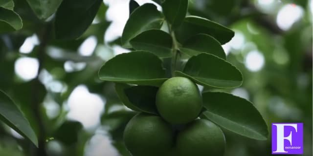 متى تثمر شجرة الليمون العماني؟