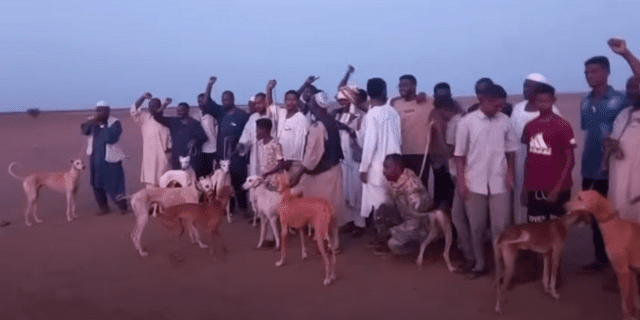 أشهر سلالات كلاب الصيد وأفضل طرق تربيتها