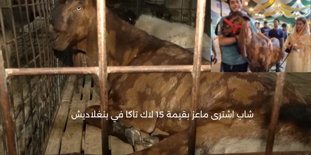 شاب اشترى ماعز بقيمة 15 لاك تاكا في بنغلاديش