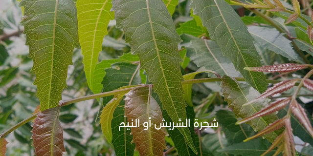 شجرة الشريش أو النيم