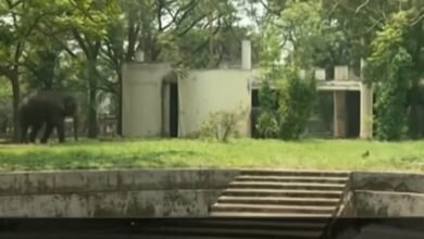 فيل يسحق شخص تحت أقدامه