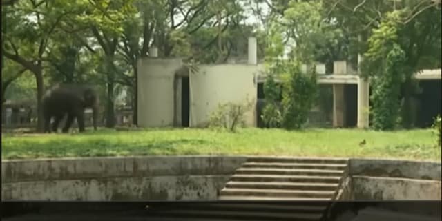 فيل يسحق شخص تحت أقدامه