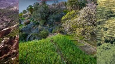مزايا السياحة في الجبل الأخضر في سلطنة عُمان: جنة فوق السحاب