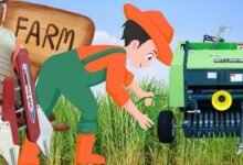 زراعة الأعلاف في عمان